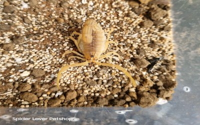 BABY HOTTENTOTTA TAMULUS SCORPION